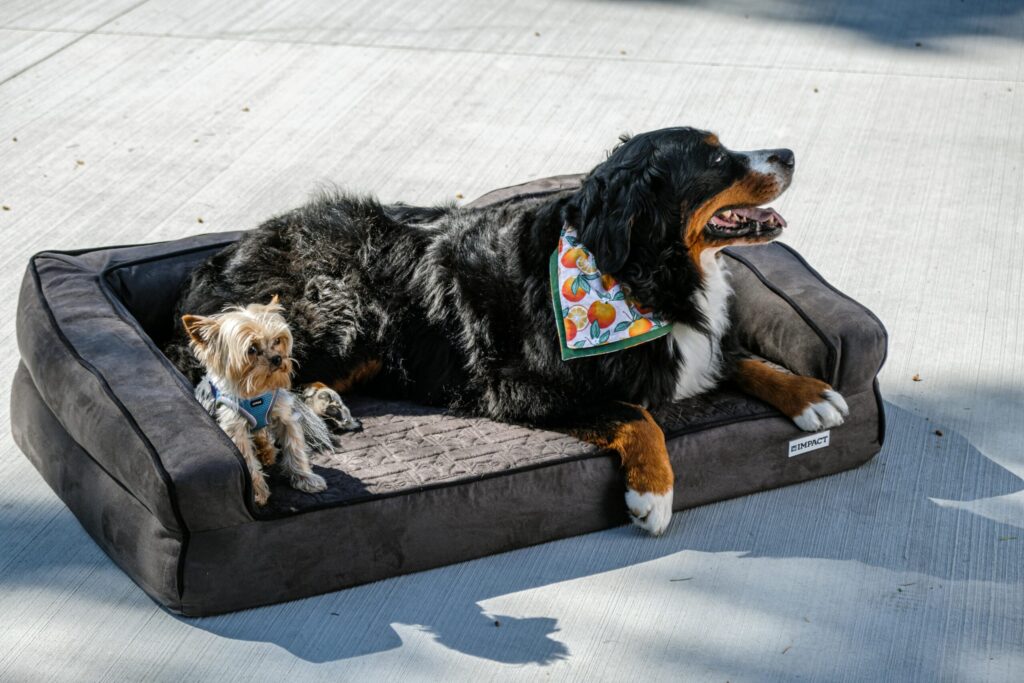 Orthopädische Hundebetten gegen Liegeschwielen