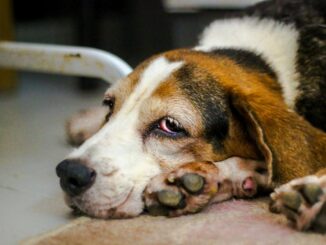 Liegeschwielen beim Hund - so vermeidet man sie