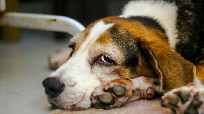 Liegeschwielen beim Hund - so vermeidet man sie