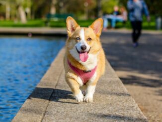 Haferflocken Hund