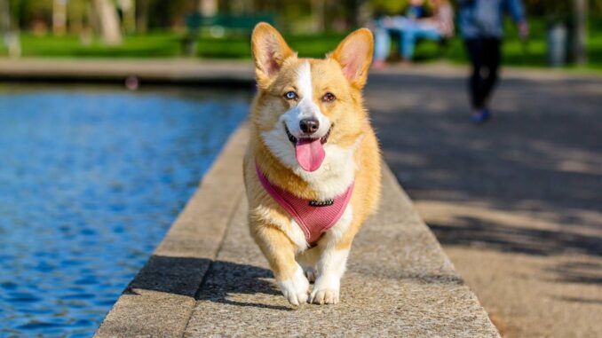 Haferflocken Hund