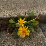 Essig gegen Unkraut kann Garten und Umwelt schaden