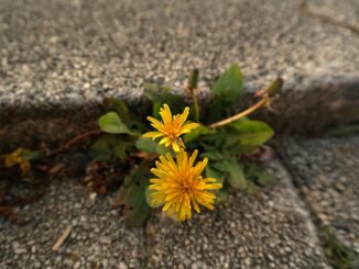 Essig gegen Unkraut kann Garten und Umwelt schaden