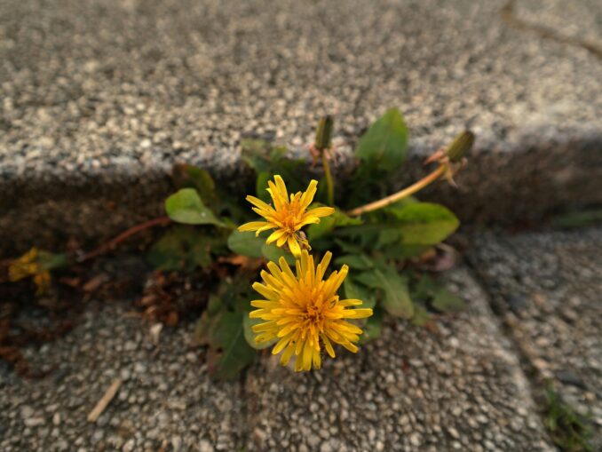 Essig gegen Unkraut kann Garten und Umwelt schaden