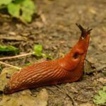 Geheimtipp gegen Schnecken
