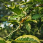 Hausmittel gegen Blattläuse