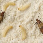 Lebensmittelmotten Nest finden