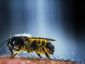 Insektenstiche erkennen