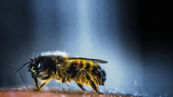 Insektenstiche erkennen Insektenstiche erkennen