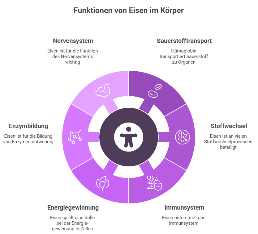 Welche Rolle Eisen im Körper spielt - Grafik