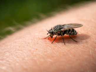 Kriebelmücke Stiche erkennen