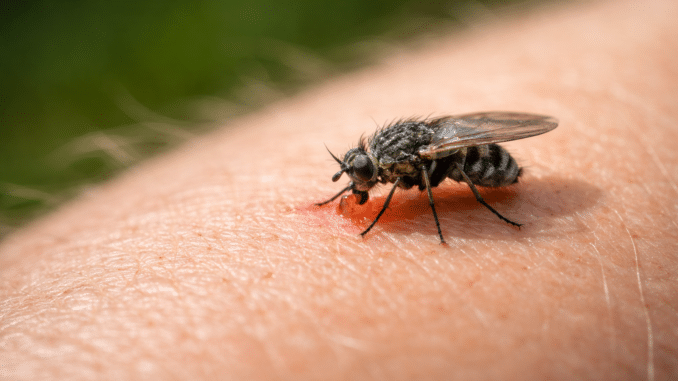 Kriebelmücke Stiche erkennen