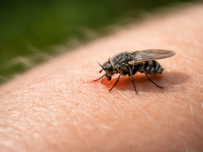 Kriebelmücke Stiche erkennen